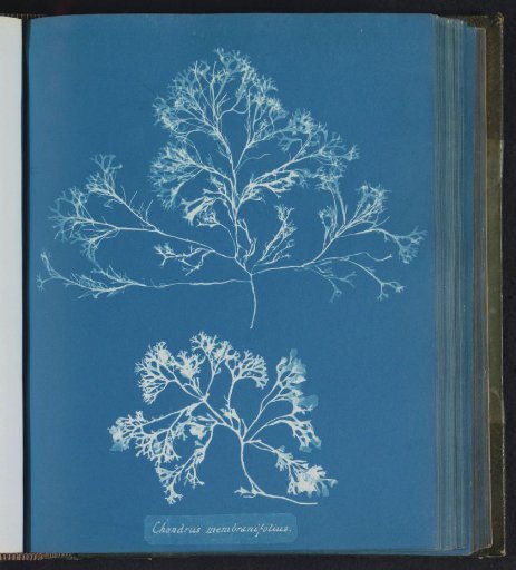 Chondrus membranifolius