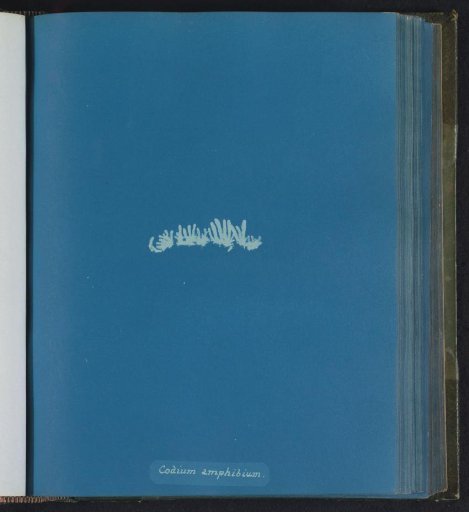 Codium amphibium