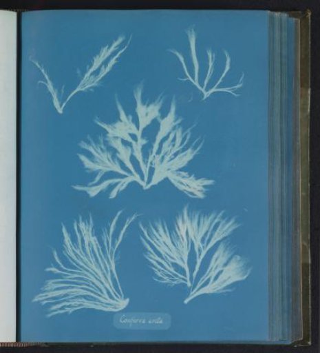 Conferva arcta