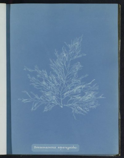 Bonnemaisonia asparagoides