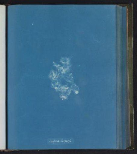 Conferva Carparyi