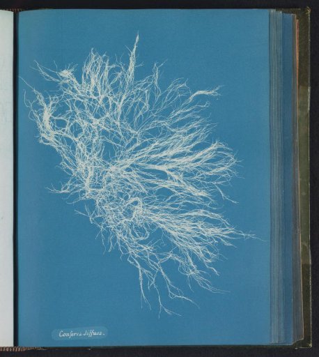 Conferva diffusa