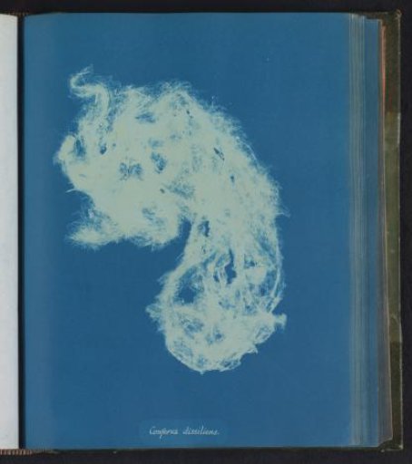 Conferva dissiliens