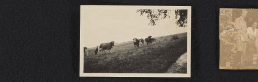 Landscape with Cows