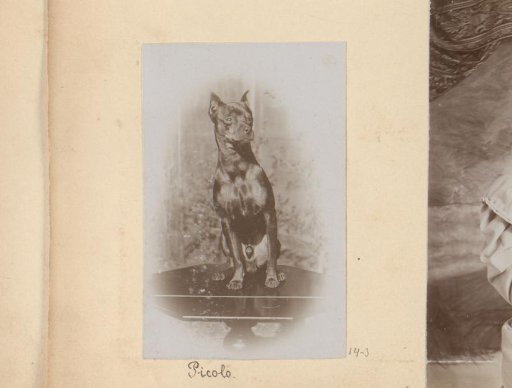 Portrait of Picolo the dog