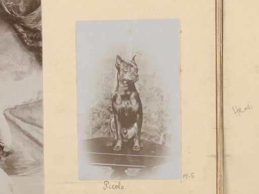 Portrait of Picolo the dog