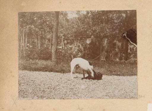 Playing Dog and Cat