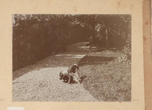 Playing dog and cat