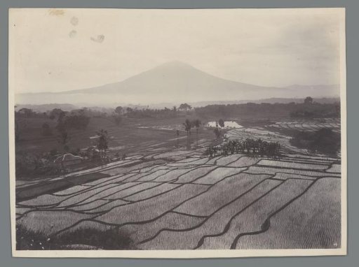 Rice Fields in Indonesia