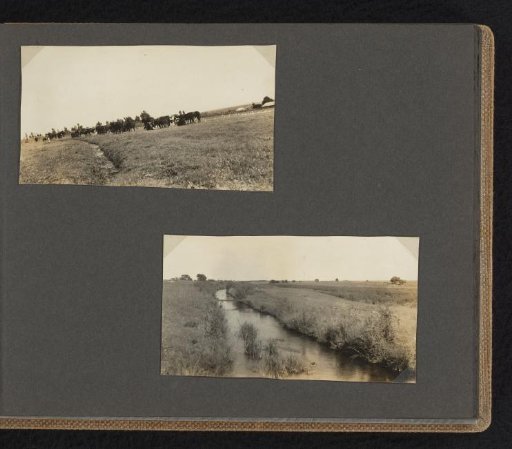 Pasture with Cows, in South Africa