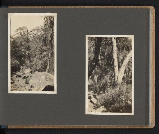 Jungle in South Africa