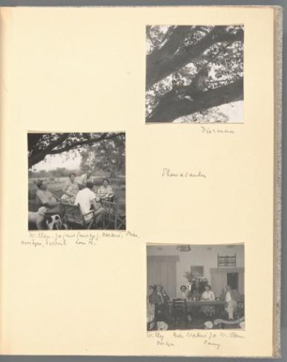 View of a vervet in a tree and two group portraits of the Van den Berg family with dogs