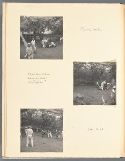 Three views of a group of people branding, ear-marking, and castrating cattle in Shewasaulu