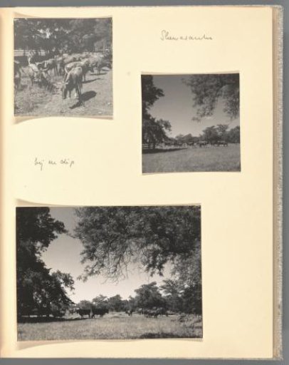 Three views of a herd of cattle in Shewasaulu