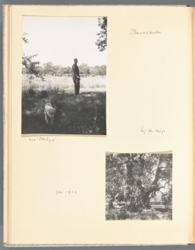 View of a man with a herd of cattle on the steppe behind him and pet Oortjes in Shewasaulu, and view of a tree with cattle in Shewasaulu