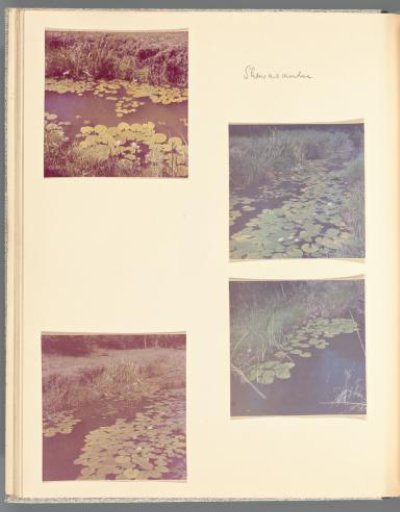 Four views of a river and bank with lily leaves in Shewasaulu