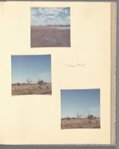 Three views of marabou storks, two of which are in a tree in Tsavo National Park, Kenya