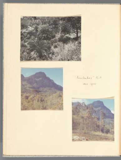 View of plants in Kirstenbosch and two views of Table Mountain from Kirstenbosch