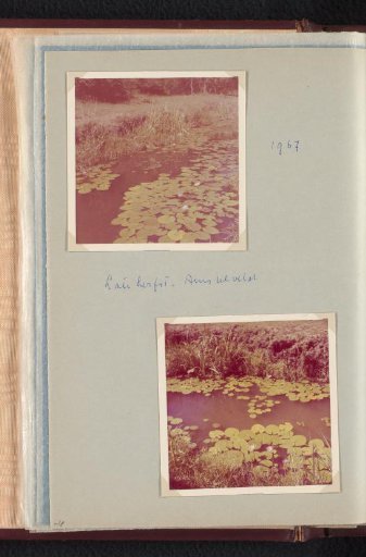 Water Lilies in South Africa