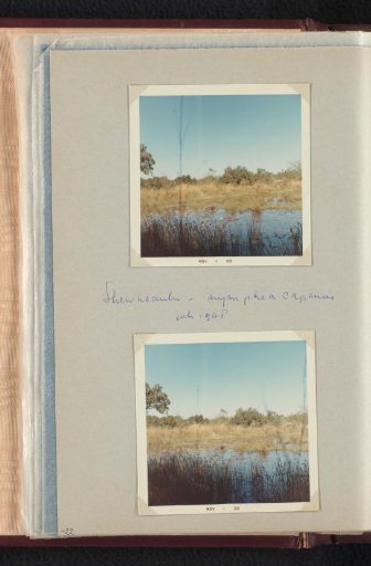Water lilies at Shewasaulu, South Africa