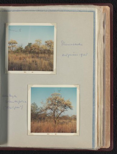 Drolperen at Shewasaulu, South Africa
