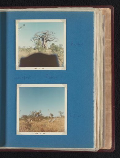 African baobab and two zebras in Makuleke, South Africa