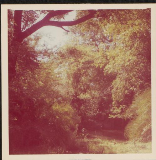 Forest landscape, possibly in South Africa