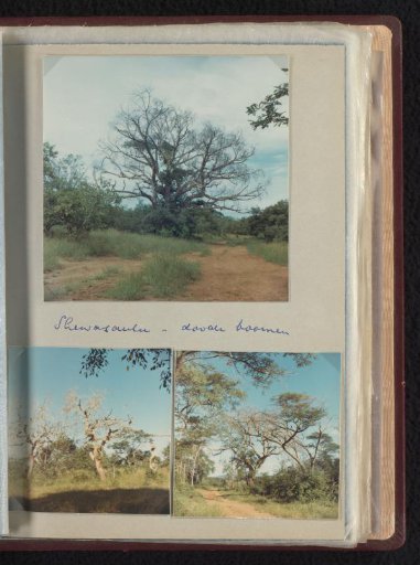 Dead trees in Shewasaulu, South Africa