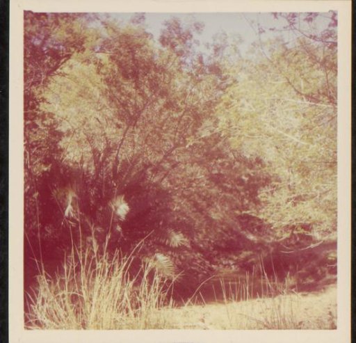 Forest landscape, possibly in South Africa