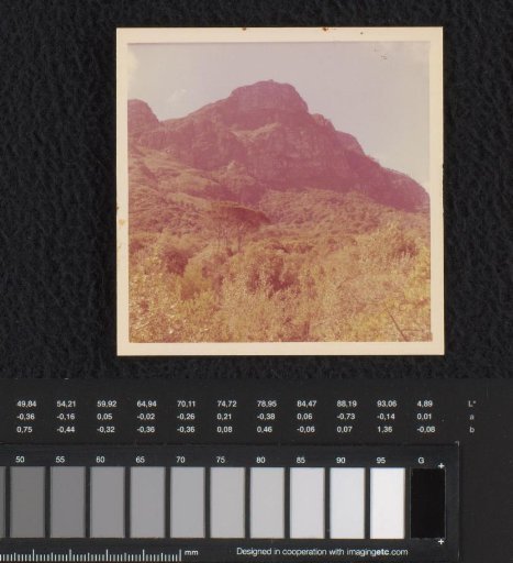 Forest landscape, possibly in South Africa