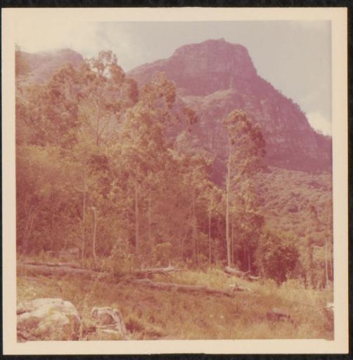 Forest landscape, possibly in South Africa