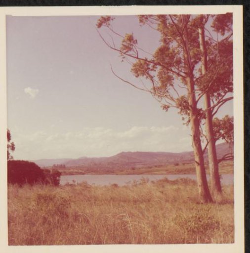 Forest landscape, possibly in South Africa