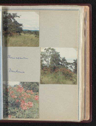 Bauhinia's in Shewasaulu, South Africa
