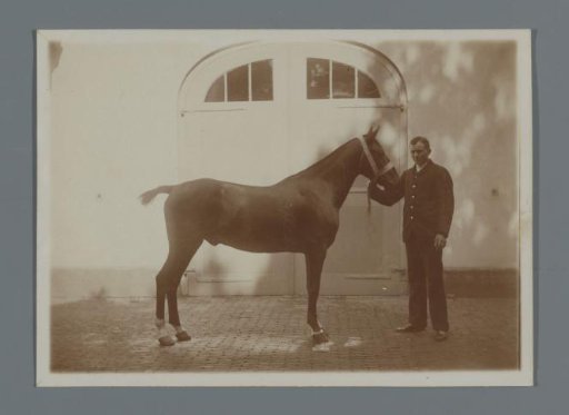 The horse Bobbie with a man on a lead