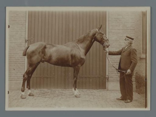 The horse Bobbie with a man on a lead in front of the barn