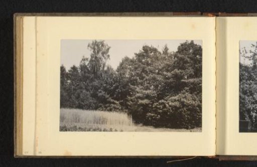 Trees and Shrubs