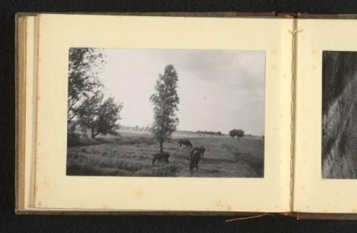 Pasture with horses