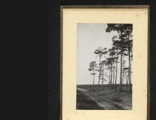 Landscape with trees