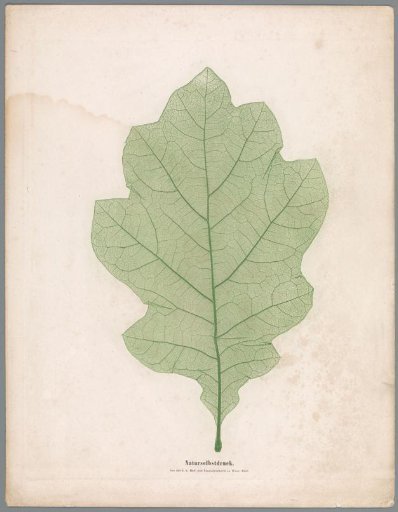 Oak Leaf