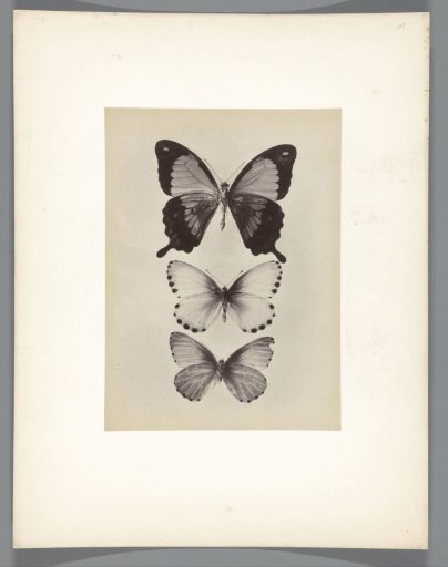 Butterflies from the collection of the entomologist Charles Oberthür