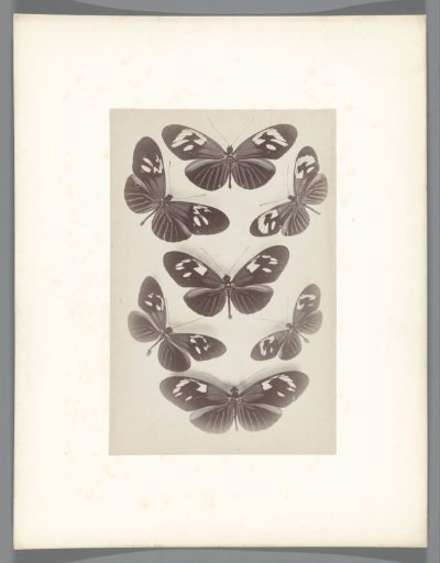 Butterflies from the collection of the entomologist Charles Oberthür