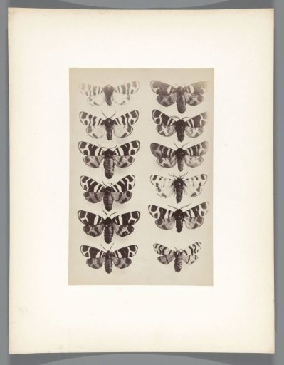 Butterflies from the collection of the entomologist Charles Oberthür