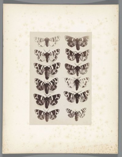 Butterflies from the collection of the entomologist Charles Oberthür