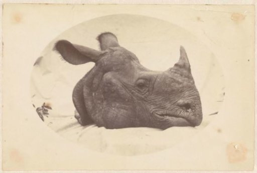 Oval image of a rhinoceros head