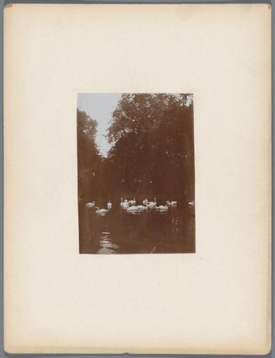 Pond with Swans