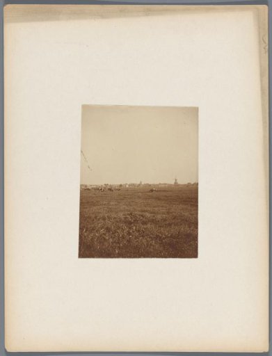 Pasture with cows