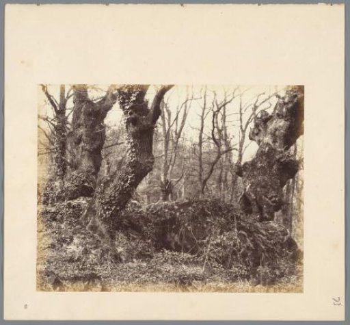 Study of a Tree