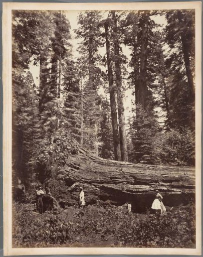 Fallen Tree Hercules 325 feet long, Mammoth Grove, Calaveras County, California