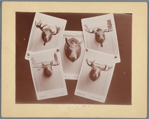 Composition of five photographs with elk antlers