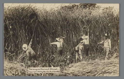 Postcard with Five People Attempting to Harvest Giant Grain